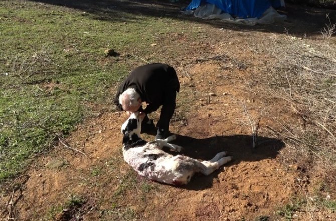 Aç Kalan Sokak Köpekleri 5 Günlük Buzağıyı Telef Etti