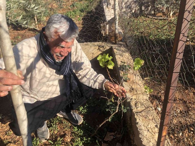 Asma Ve Ceviz Ağacı Kışın Ortasında Yaprak Açtı
