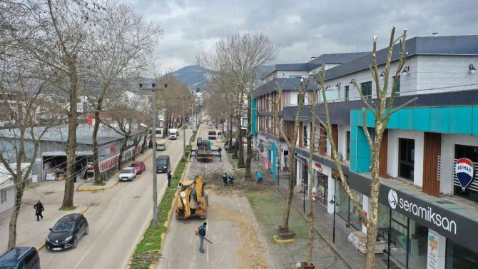 Başiskele’de Ağaçlara Kışlık Bakım