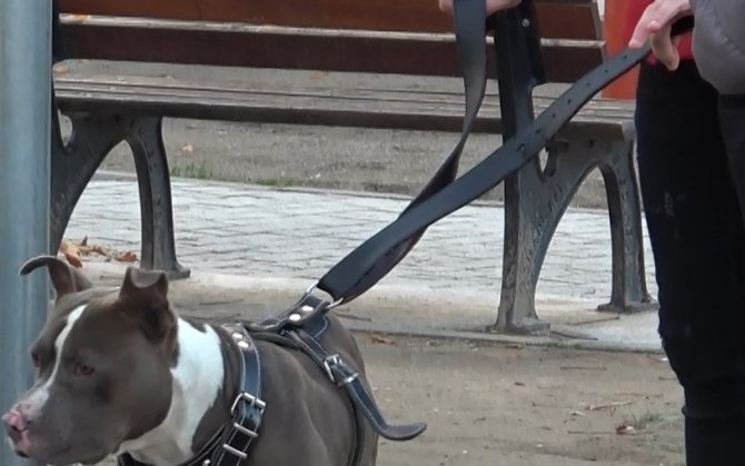 Çocuk Parkına Terkedilen Pitbull’u Kemeriyle Yakaladı