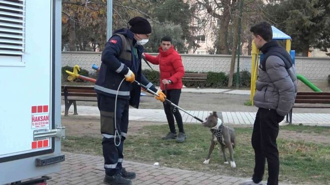 Çocuk Parkına Terkedilen Pitbull’u Kemeriyle Yakaladı