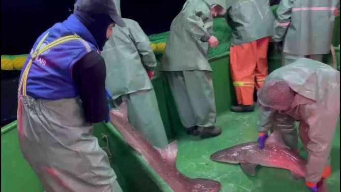 Çanakkale’de Ağlara Takılan Köpek Balıkları Denize Salındı