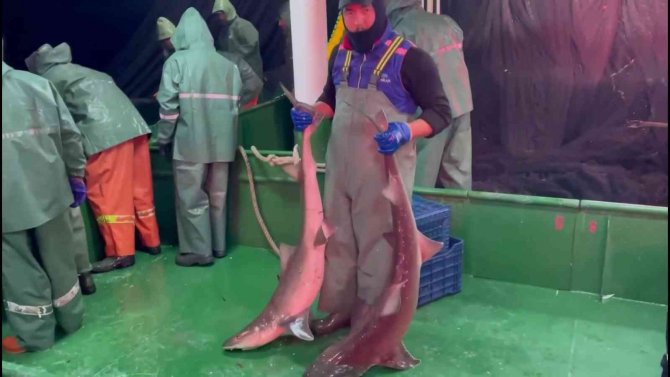 Çanakkale’de Ağlara Takılan Köpek Balıkları Denize Salındı