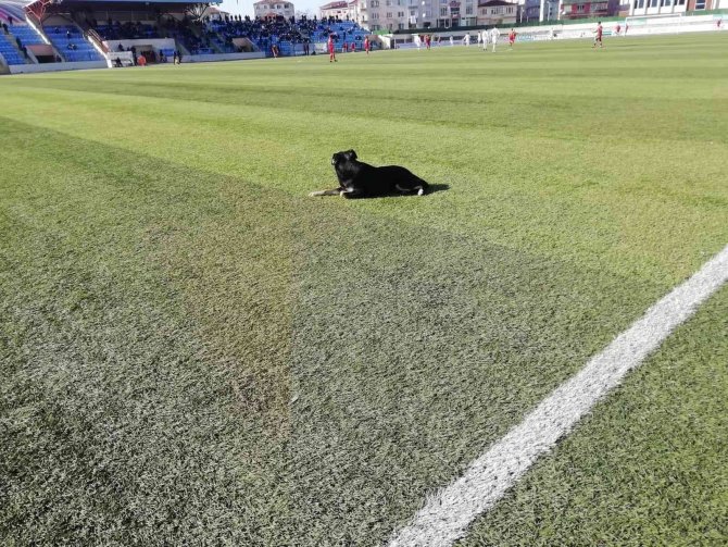 Çorlu’daki Maçta Sahaya Giren Köpek Gülümsetti