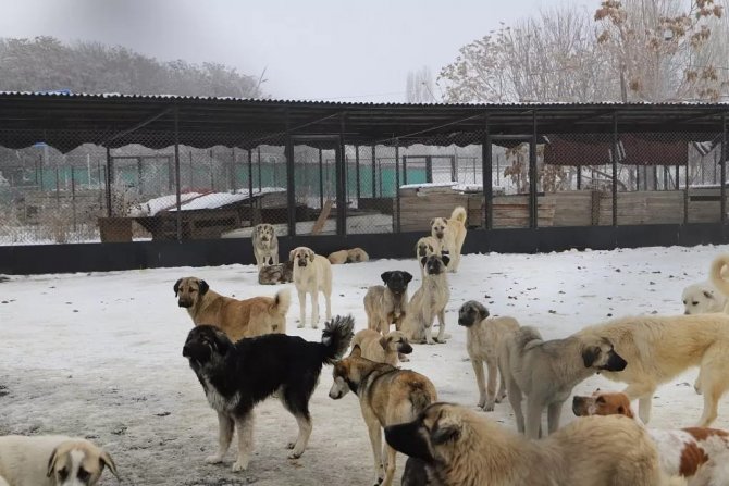 Erzincan’da Ocak Ayında 56 Adet Sokak Hayvanına Kısırlaştırma İşlemi Yapıldı