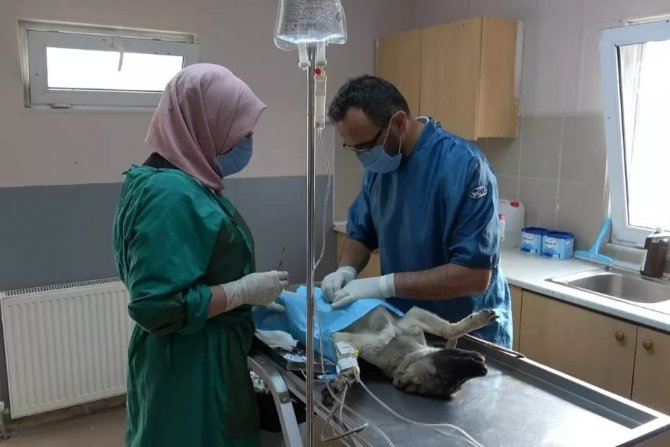 Erzincan’da Ocak Ayında 56 Adet Sokak Hayvanına Kısırlaştırma İşlemi Yapıldı