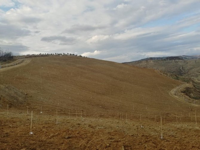 Tarım Sektörünün Yükselen Yıldızı Ceviz Yetiştiriciliği
