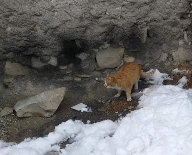 Safranbolu Belediyesi Sokak Hayvanları İçin Yem Ve Mama Dağıttı