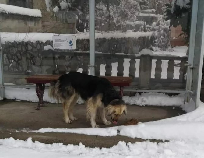 Safranbolu Belediyesi Sokak Hayvanları İçin Yem Ve Mama Dağıttı