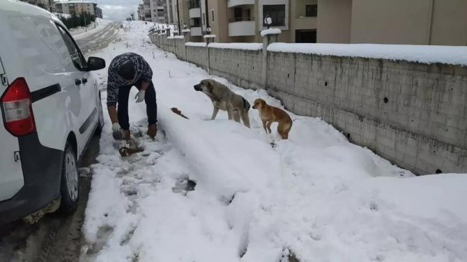 Safranbolu Belediyesi Sokak Hayvanları İçin Yem Ve Mama Dağıttı