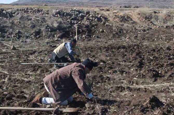 Kilis’te Çiftçiye Fidan Desteği