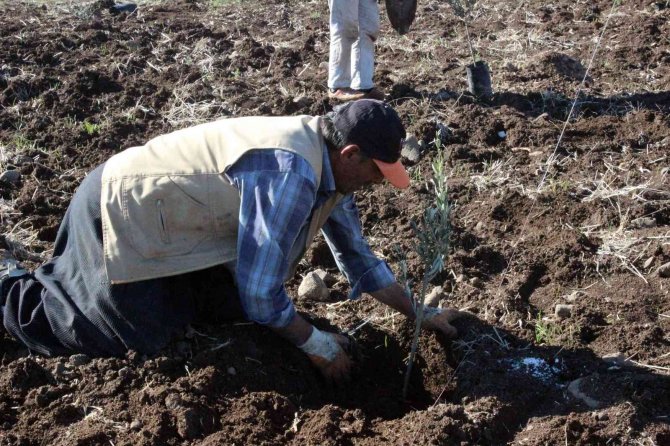 Kilis’te Çiftçiye Fidan Desteği