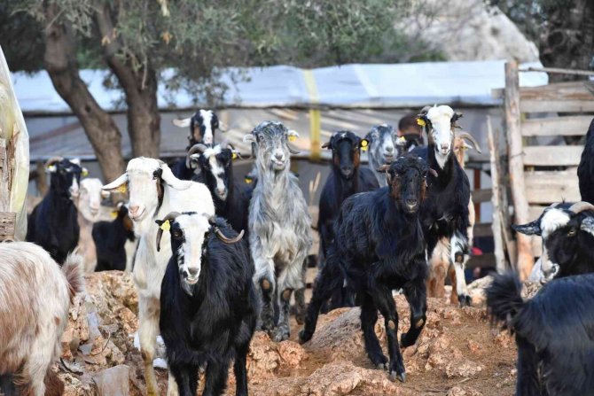 Konyaaltı’nda Hayvanlar İçin Bin 200 Dekar Gübre