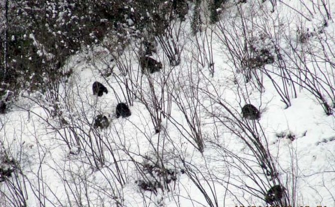 Domuzlar Sürüler Halinde Yaşam Alanlarına İndi