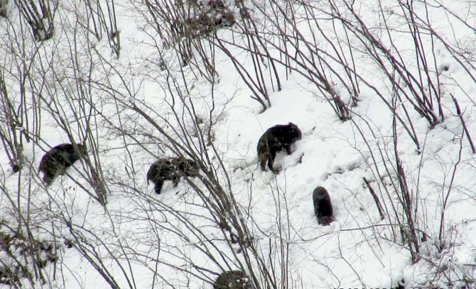 Domuzlar Sürüler Halinde Yaşam Alanlarına İndi