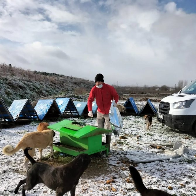 Büyükşehirden Sokak Hayvanlarına Mama Desteği