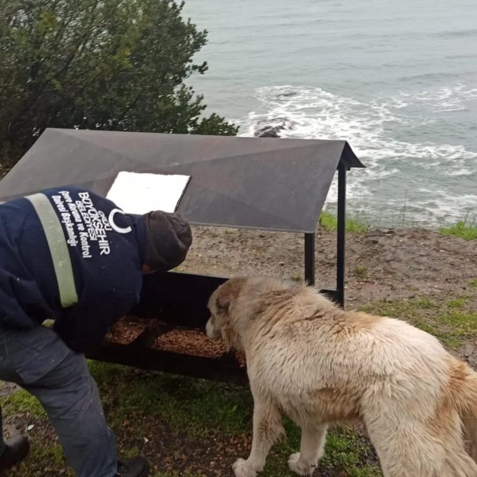 Büyükşehirden Sokak Hayvanlarına Mama Desteği