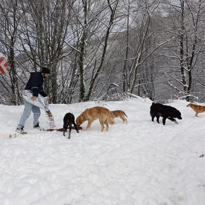 Büyükşehirden Sokak Hayvanlarına Mama Desteği