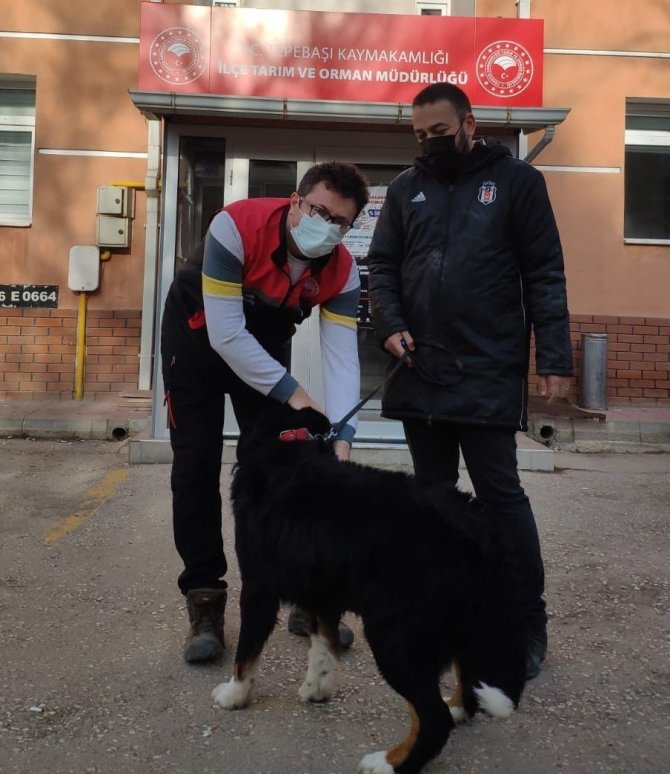 Tepebaşı’nda 7 Ayda Bin 123 Köpek Kayıt Altına Alındı