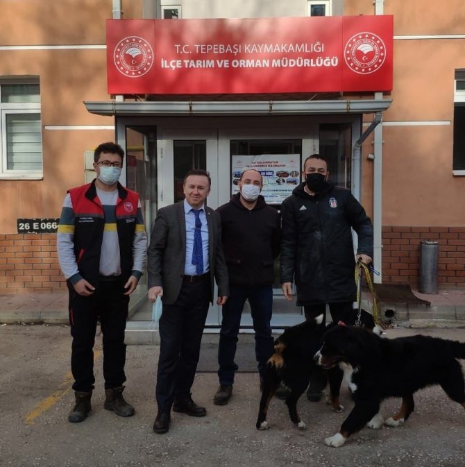 Tepebaşı’nda 7 Ayda Bin 123 Köpek Kayıt Altına Alındı