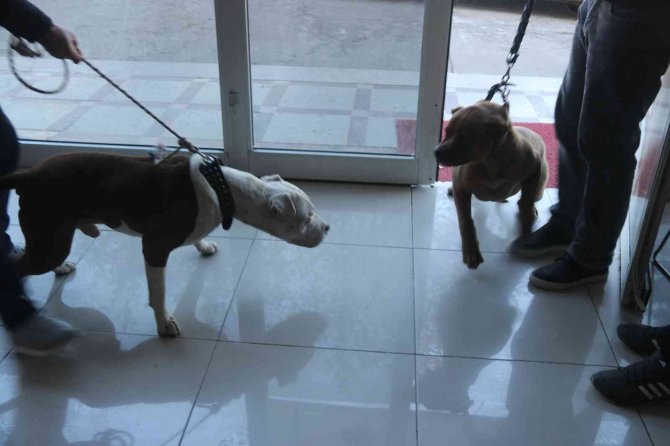 ‘Yasaklı Irk’ Köpek Sahipleri Silah Alamıyor, Saldırgan Köpek Yetiştiriyor