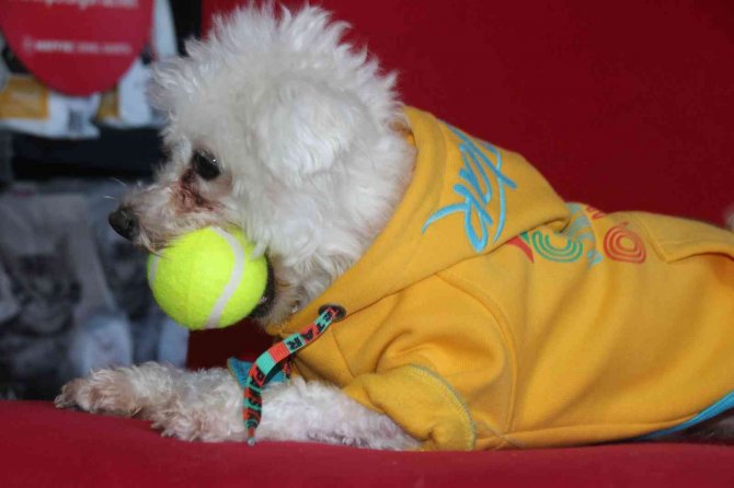 ‘Yasaklı Irk’ Köpek Sahipleri Silah Alamıyor, Saldırgan Köpek Yetiştiriyor