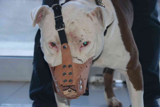 ‘Yasaklı Irk’ Köpek Sahipleri Silah Alamıyor, Saldırgan Köpek Yetiştiriyor