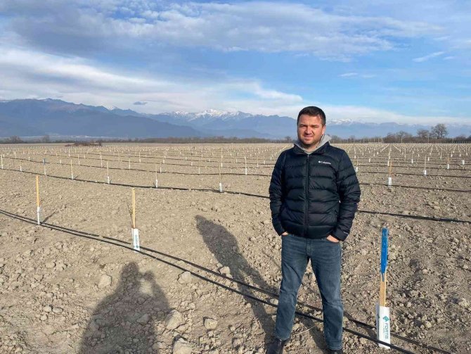 Tarım Sektörünün Yükselen Yıldızı Ceviz Yetiştiriciliği