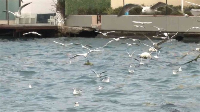 Üsküdar’da Aç Kalan Martılar Kıyıya Vuran Çöplere Saldırdı