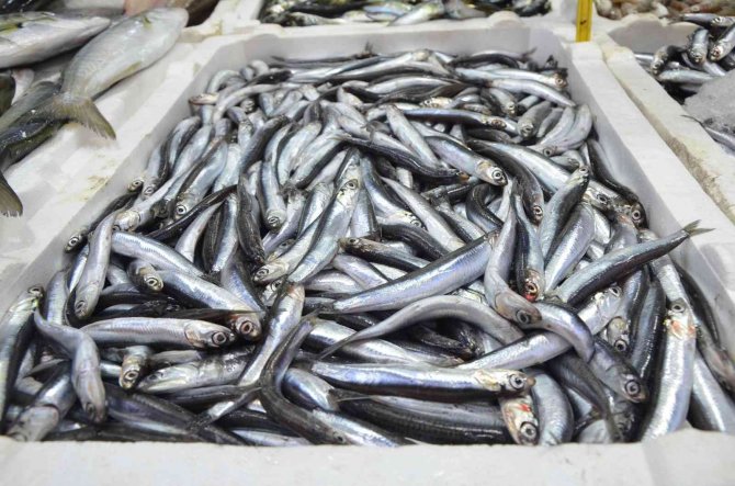 Yerli Hamsi Kendini Tezgahlarda Pahalı Gösterdi: Kilosu 50 Lira