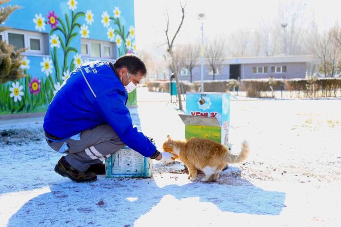 Aksaray Belediyesi Sokak Hayvanlarını Unutmadı