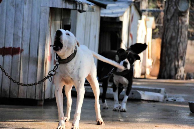 Antalya’da "Yasaklı Tür" Olan Bin 663 Adet Köpek Kayıt Altına Alındı