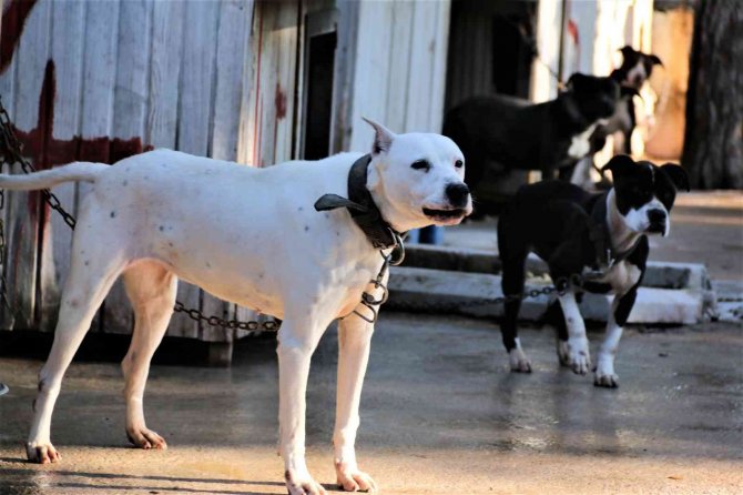 Antalya’da "Yasaklı Tür" Olan Bin 663 Adet Köpek Kayıt Altına Alındı
