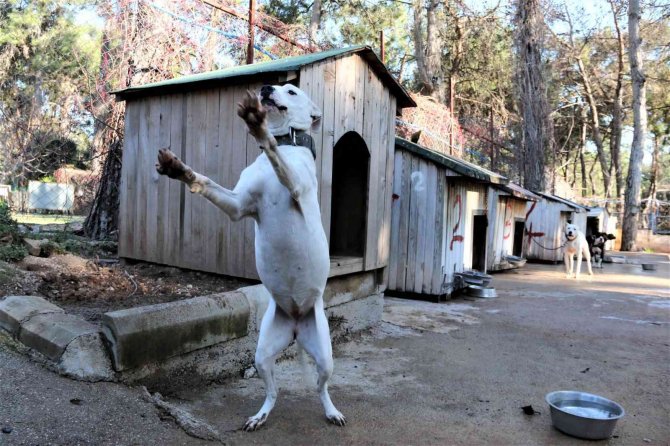 Antalya’da "Yasaklı Tür" Olan Bin 663 Adet Köpek Kayıt Altına Alındı