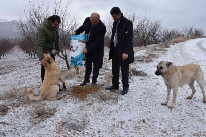 Doğanşehir’de Sokak Hayvanlarını Unutmadı