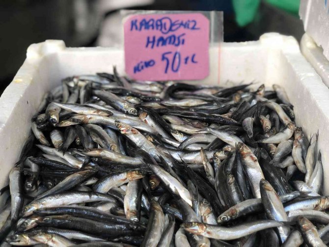 Hamsinin Fiyatı Cep Yakıyor