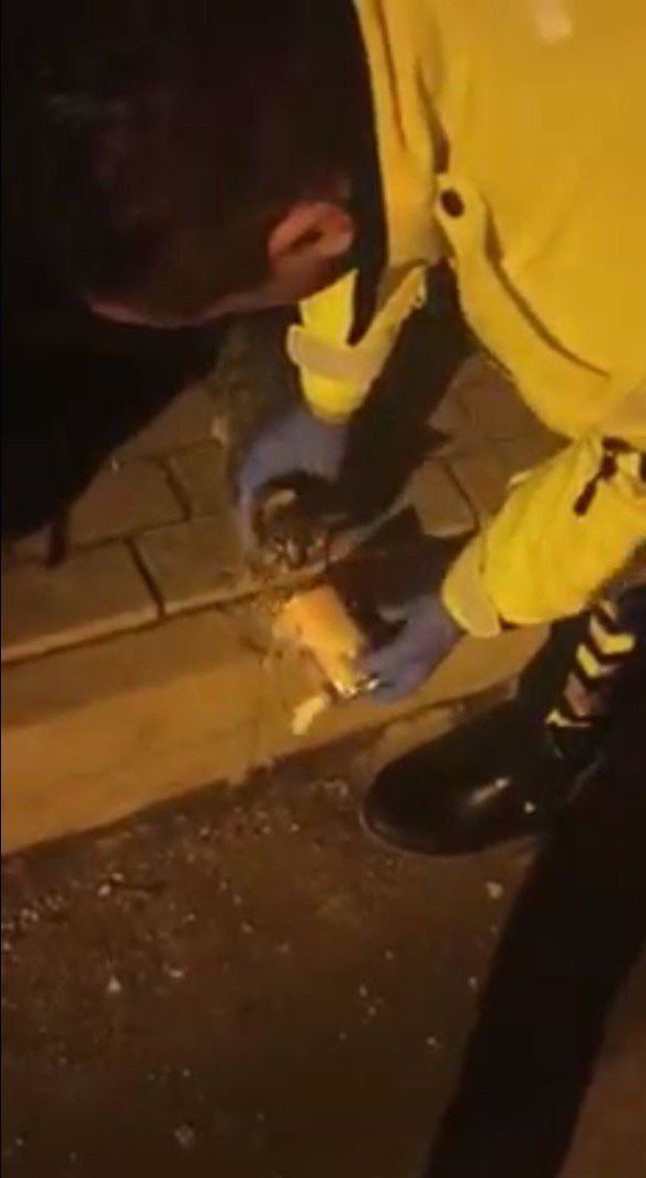 Polis Ekiplerinin Dikkati Yavru Kediyi Ölmekten Kurtardı