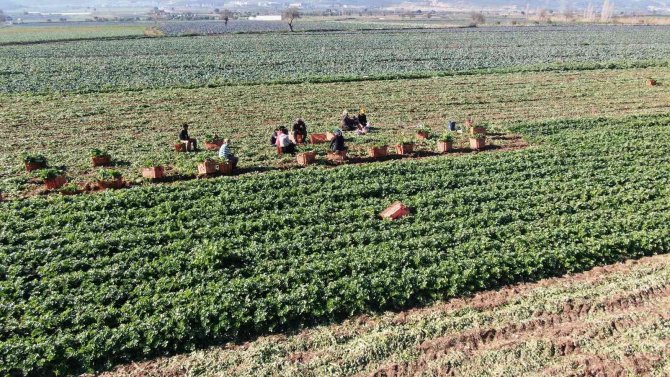 Üreten, Satan Değil Komisyoncu Kazanıyor