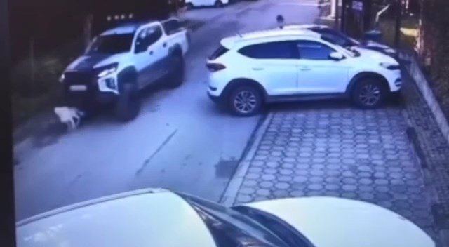 Vicdansız Sürücü Köpeği Göz Göre Göre Böyle Ezdi