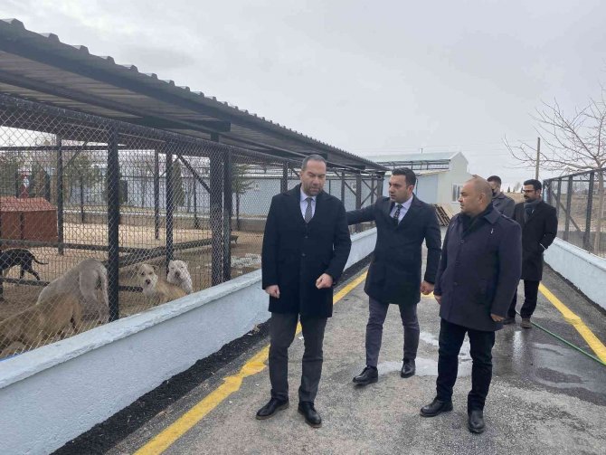 Niğde’de 50 Tane Yasaklı Köpek Irkı Bakıma Alındı
