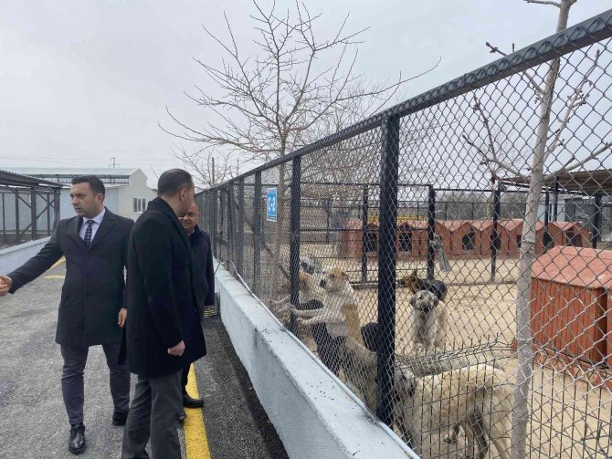 Niğde’de 50 Tane Yasaklı Köpek Irkı Bakıma Alındı