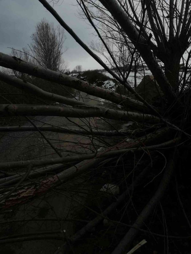 Samsun’da Fırtına Ağaçları Devirdi