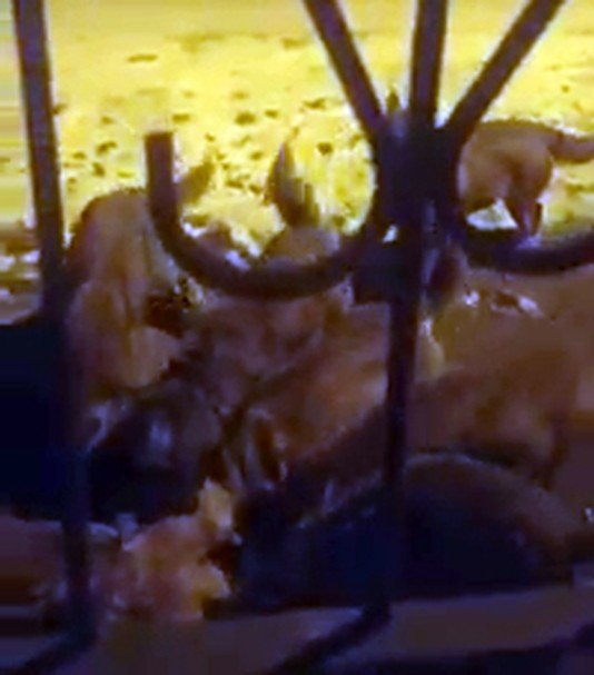 Köye İnen Aç Kurt Sürüsü Köpeği Parçaladı