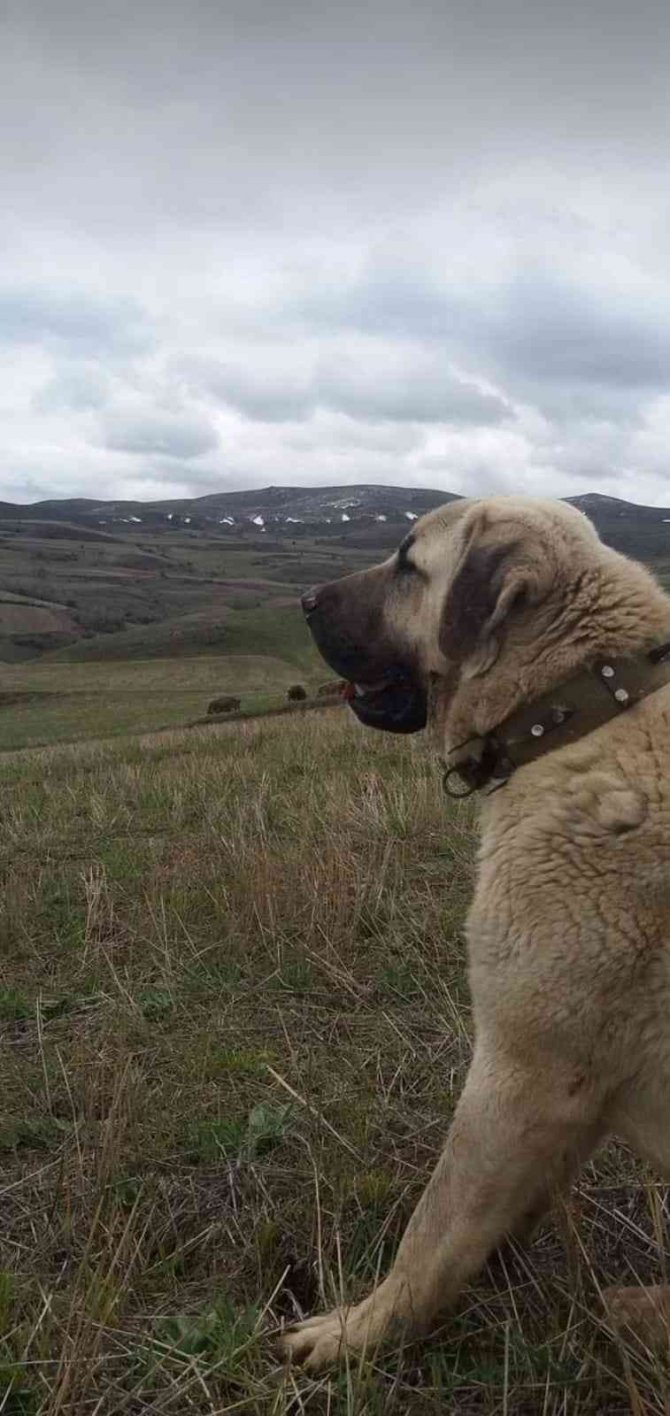 Çocuğu Gibi Sevdiği Köpeği Canice Öldürüldü, Konuyu Yargıya Taşıdı