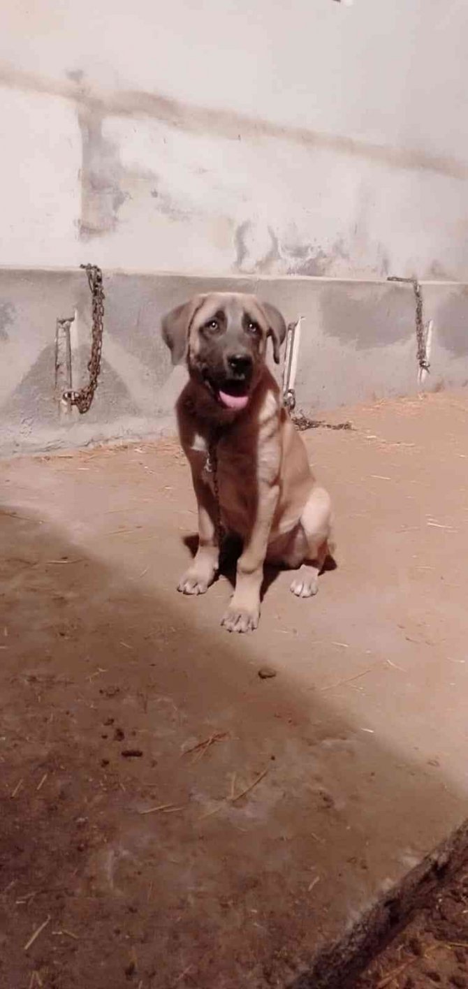 Çocuğu Gibi Sevdiği Köpeği Canice Öldürüldü, Konuyu Yargıya Taşıdı