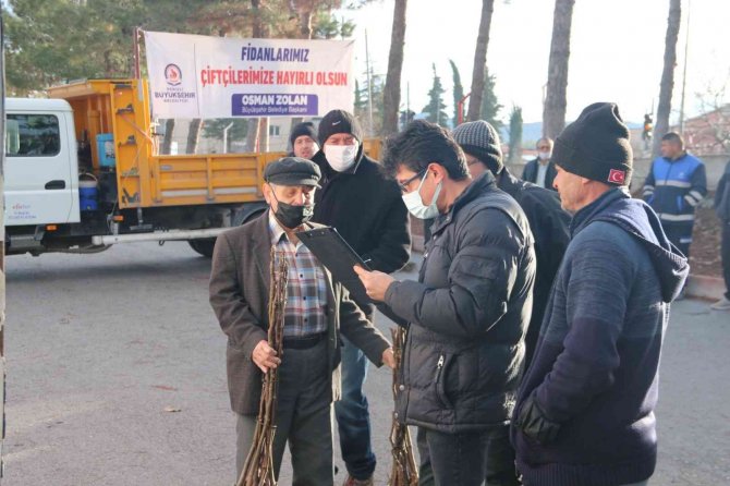 Denizli’de Sertifikalı Ceviz Fidanları Toprakla Buluşuyor