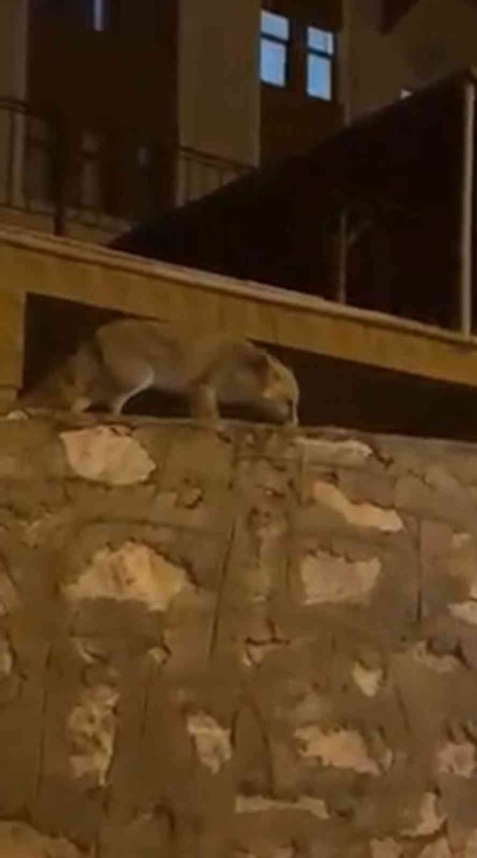 Tilki İle Kedi Yiyeceklerini Bölüştü