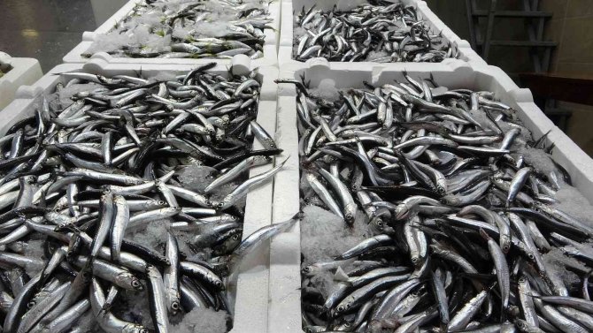 Beklenen Gürcü Hamsisi Sonunda Geldi