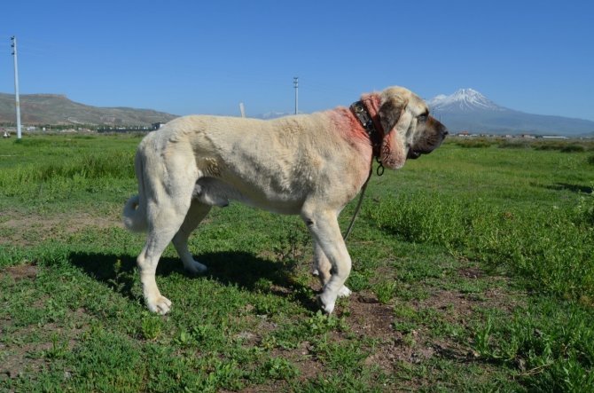 Malaklı Köpekleri Bilimsel Bir Disiplin İçinde Araştırılacak