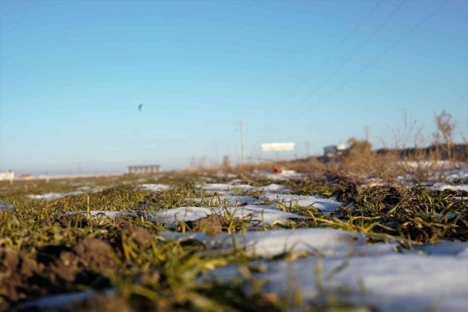 Yağışlar Yüz Güldürüyor, Rekolte Artışı Bekleniyor
